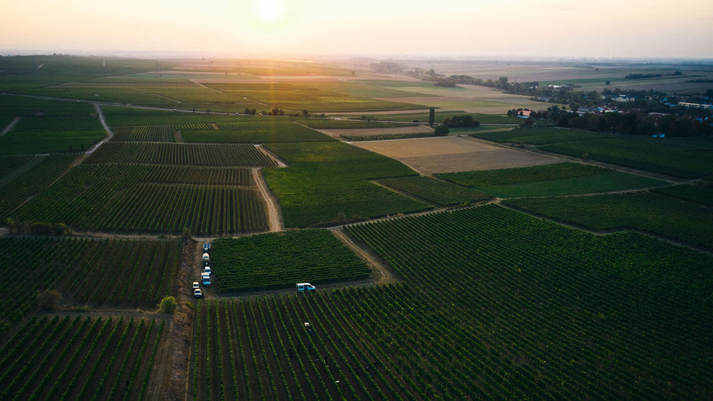 
                  
                    Grauburgunder 2022 | Dreissigacker - Rheinhessen
                  
                