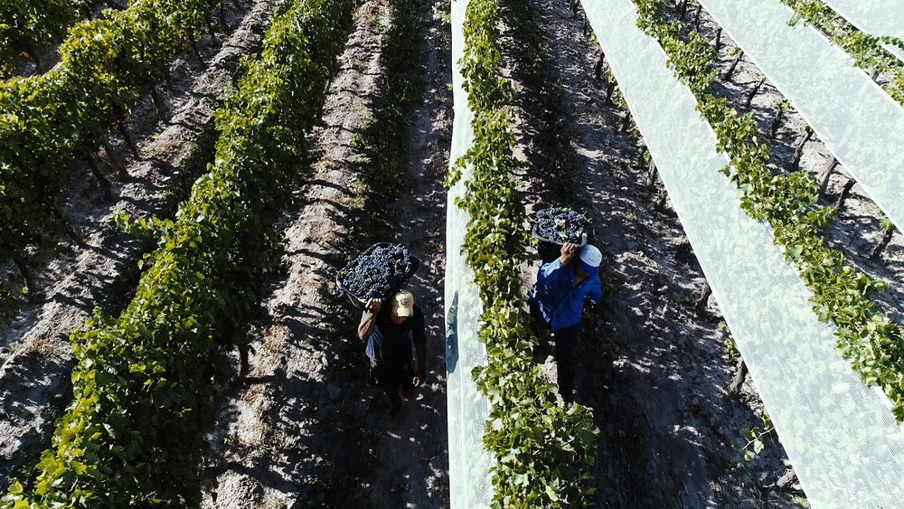 
                  
                    Gran Reserva Bicentenario - Malbec Merlot 2019 | Jorge Rubio - Mendoza
                  
                