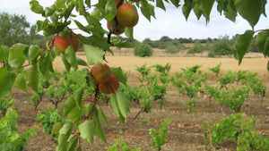 
                  
                    ÀN/2 2020 | Ànima Negra - D.O. Pla i Llevant, Mallorca
                  
                