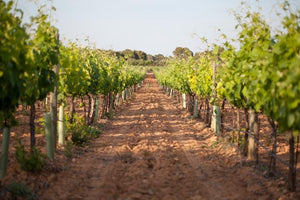 
                  
                    Fermança Blanco 2020 | Bodegas Bordoy -  D.O. Pla i Llevant
                  
                