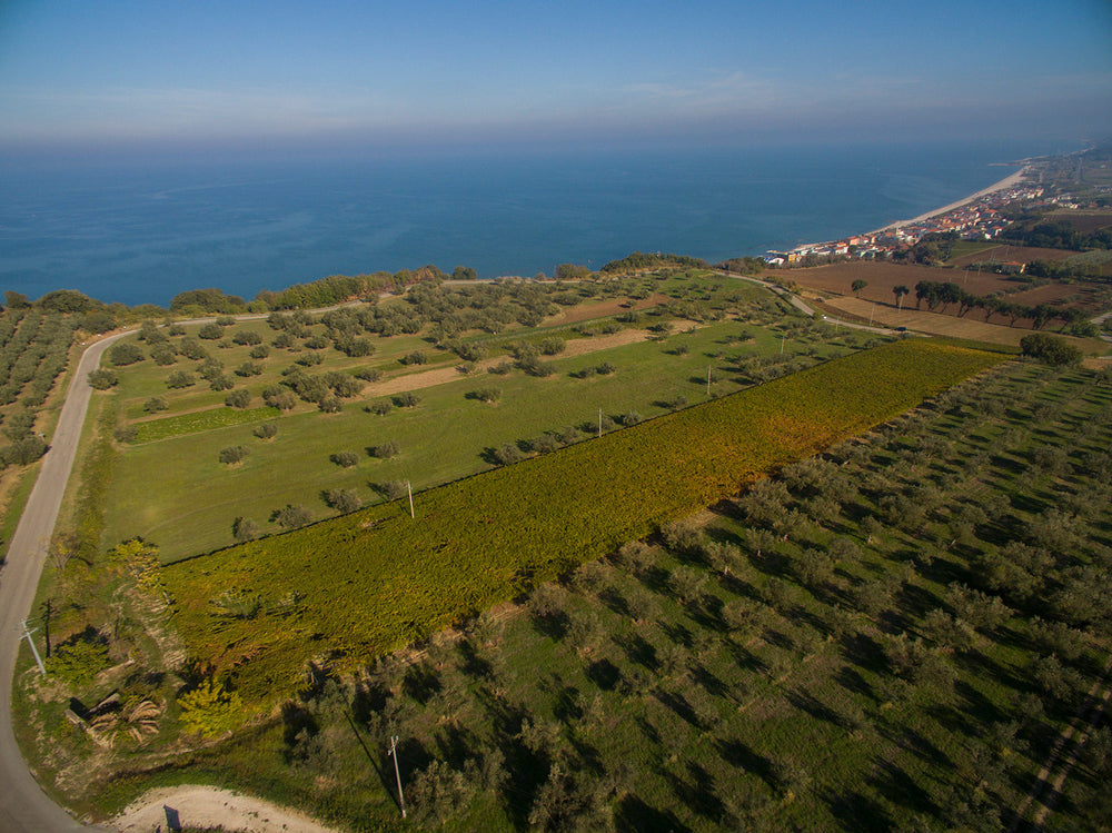 
                  
                    Vestigo - Montepulciao D’Abruzzo DOP 2019 | Venea  Abruzzo
                  
                